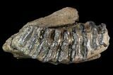 Southern Mammoth Jaw Section - Hungary #111759-5